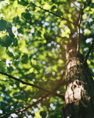 サステナビリティ